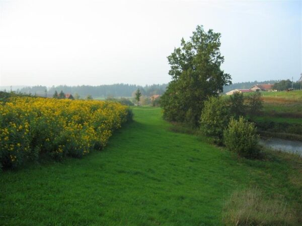 wildackermischung-bio-weitere-ansicht